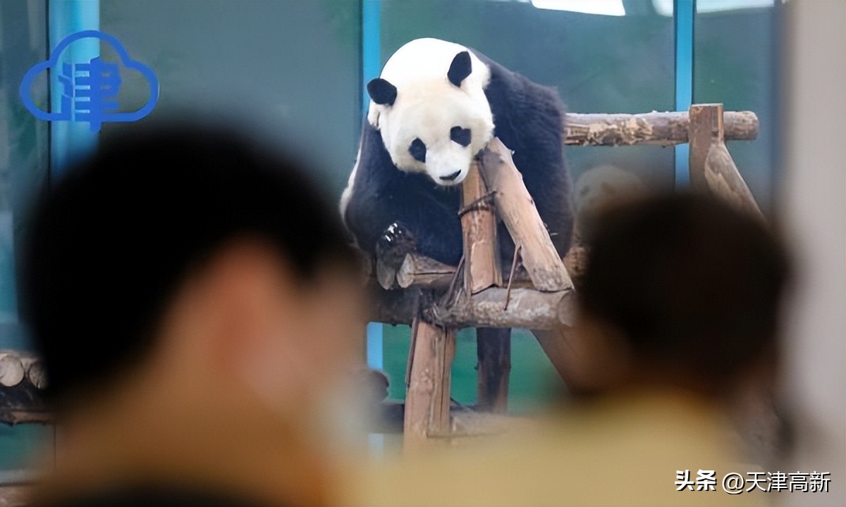 鲜花朵朵祝福祖国天津这些公园逛起来简直太美啦