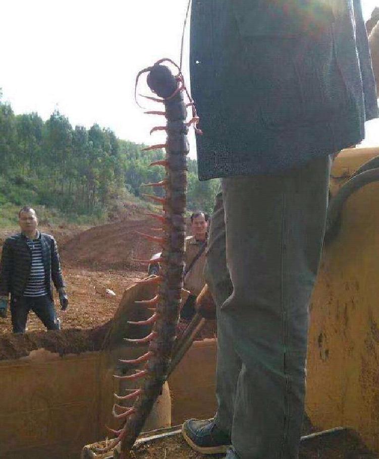 蜈蚣毒性与蜈蚣大小有关吗,巨型蜈蚣和普通蜈蚣哪个毒