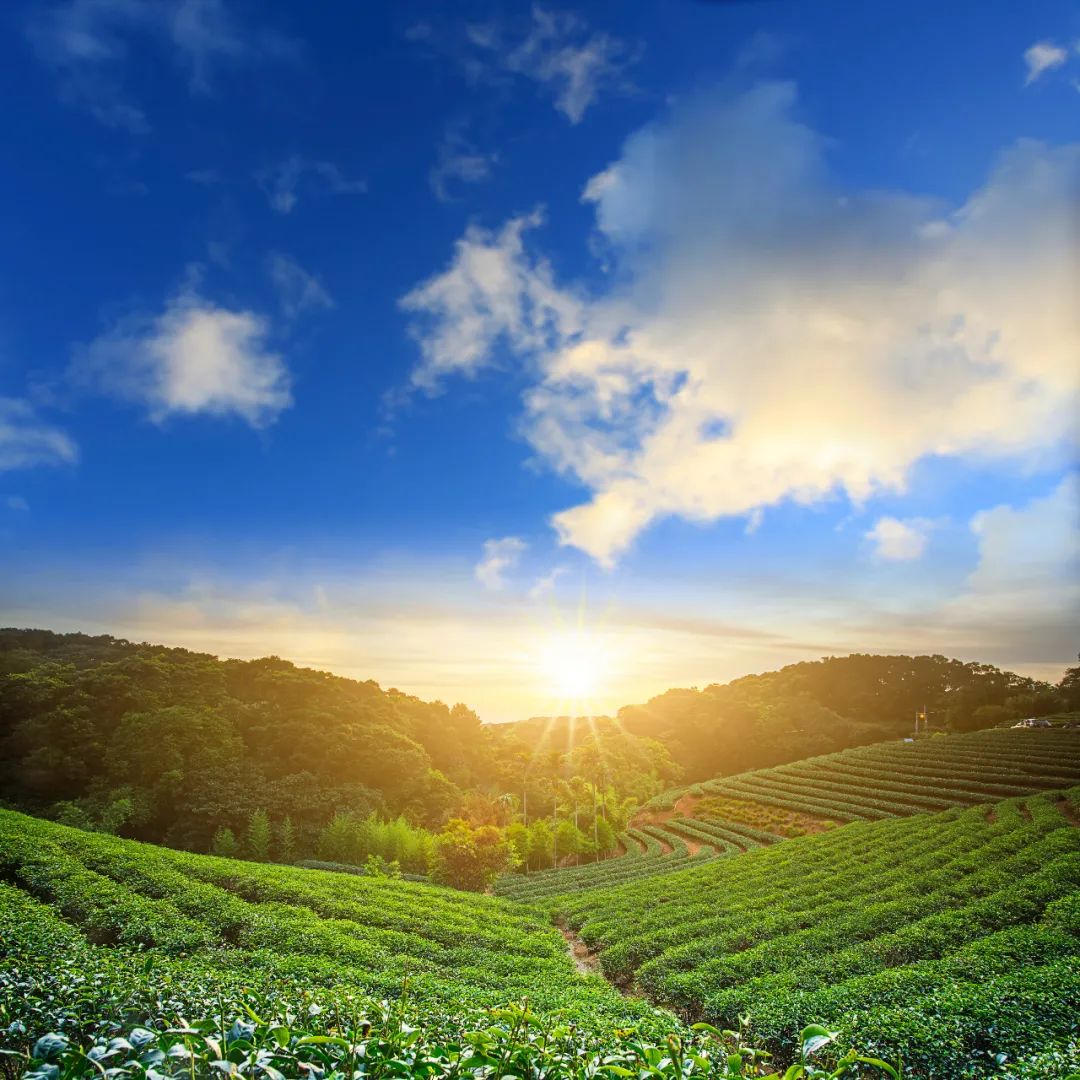 坤鹏论:读《泰阿泰德篇》探究知识是什么(四十五)