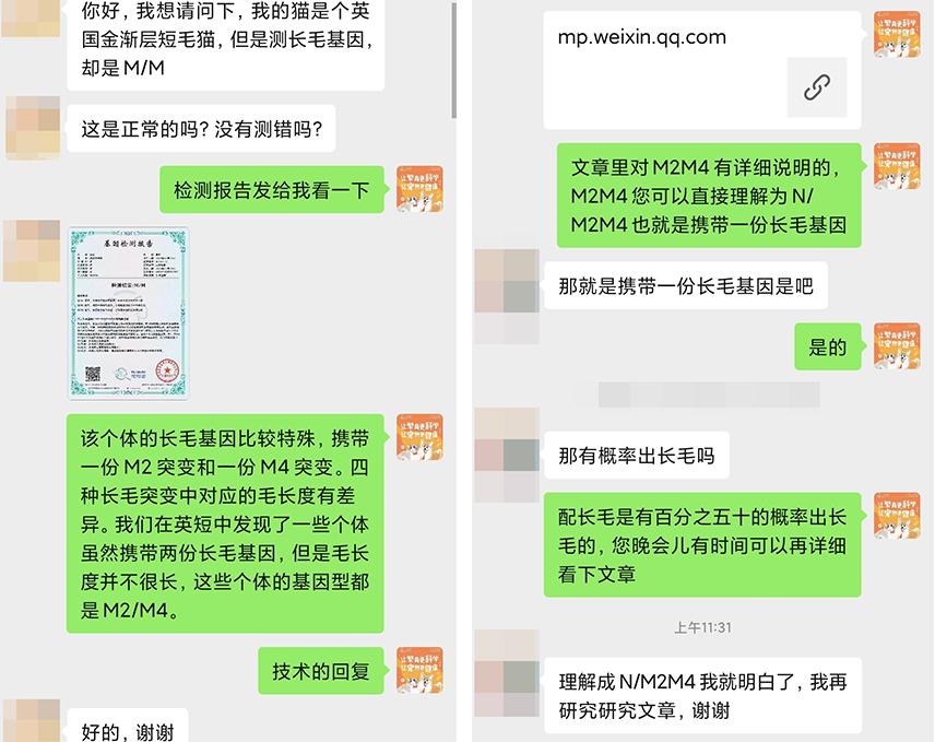 重点色德文卷毛猫棕色,德文卷毛猫有什么基因缺陷吗