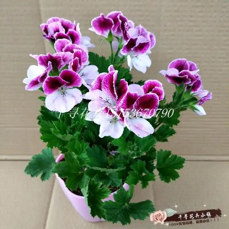 蝴蝶梅修剪视频教程,蝴蝶梅可以养老桩吗