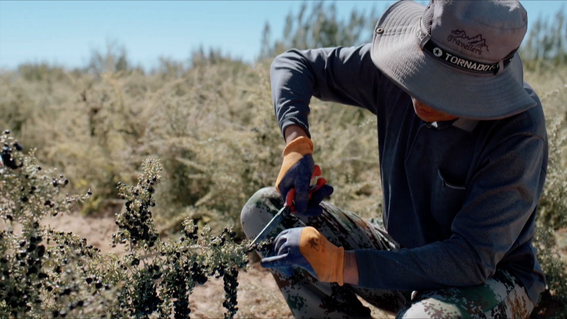 青藏高原诺木洪枸杞,青海诺木洪枸杞什么时候采摘结束
