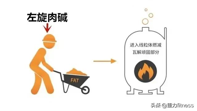 健身左旋肉碱能改善精子质量吗,喝完左旋肉碱立即健身有用吗