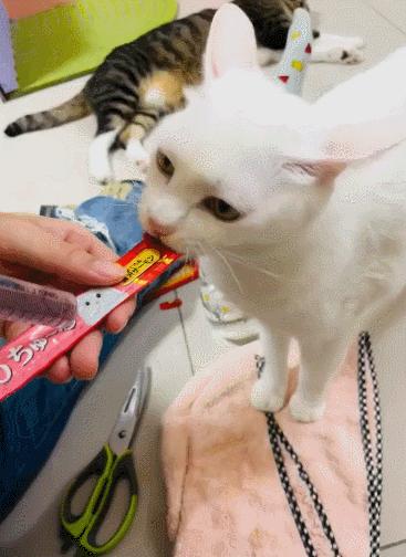 养猫的100个怪癖,养猫变态