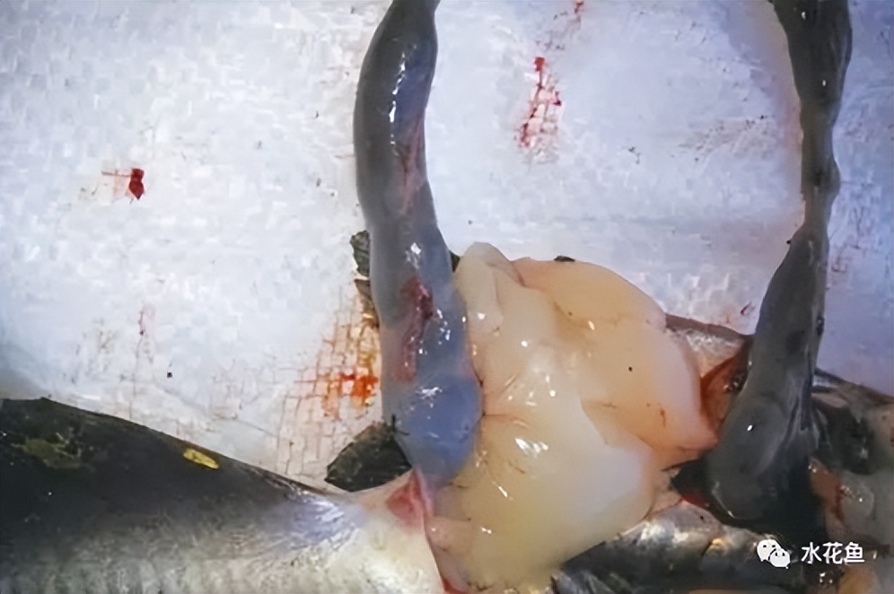 鱼类便秘怎么治疗,鱼塘里的鱼便秘怎么治疗最好