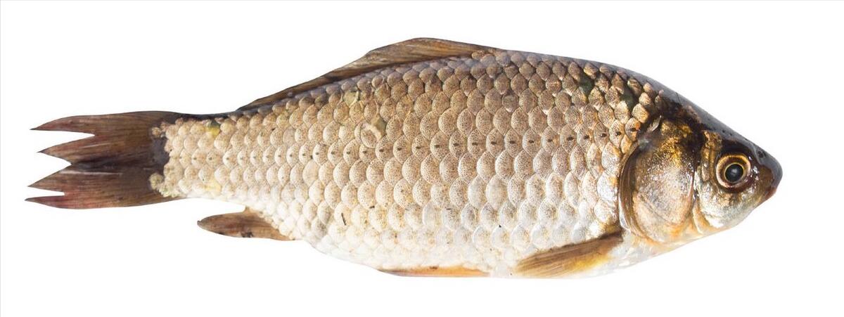 如何区别认识市面上常见的几种鱼,各种鱼怎么分类