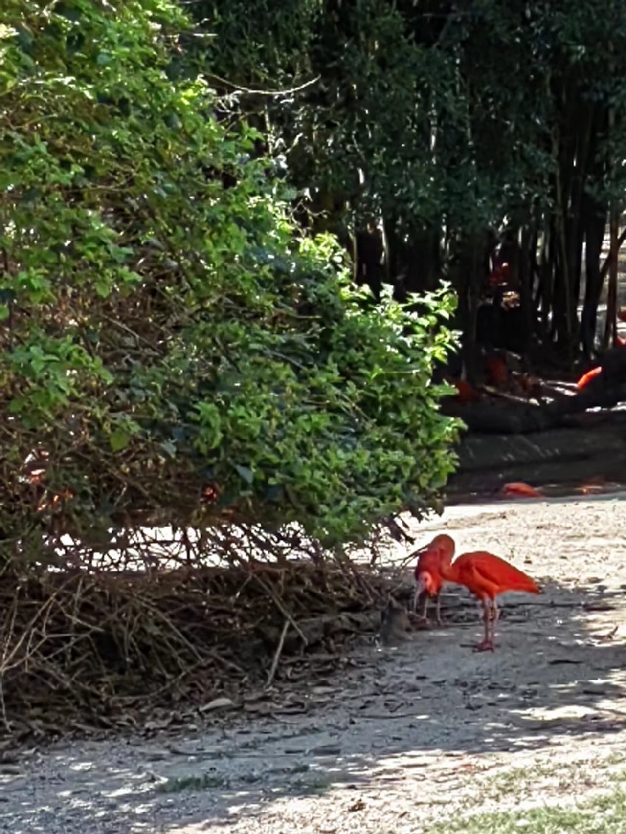 带一岁半宝宝去长隆野生动物园,冬天带两岁宝宝去长隆野生动物园