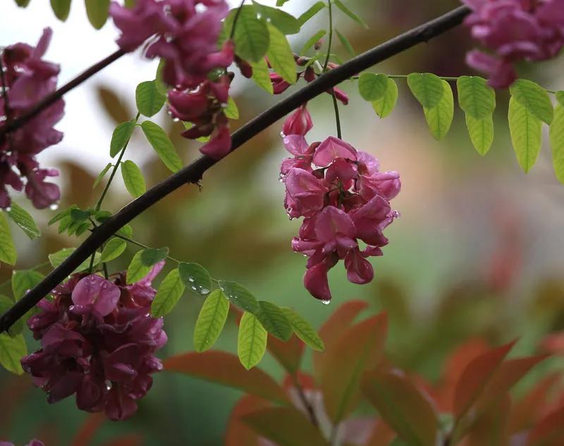 忆老家那棵洋槐树洋槐花盛开阵阵扑鼻香
