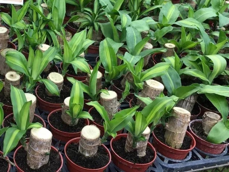 水培的巴西木可以种在花盆里吗,巴西木盆栽好还是水培好