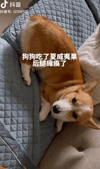 狗狗能不能吃夏威夷果,狗狗吃了夏威夷果能自愈吗