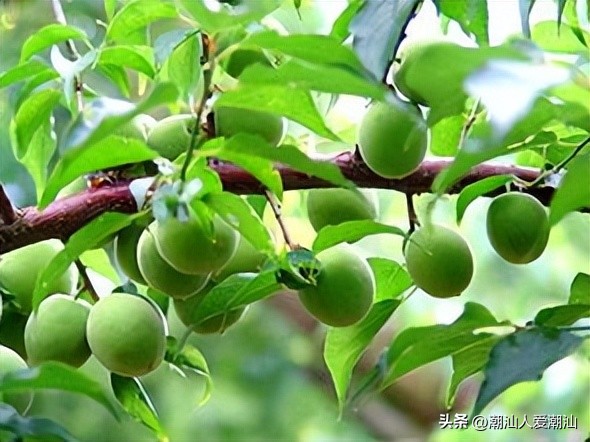 广东十大水果有哪些,潮汕四大水果有哪些