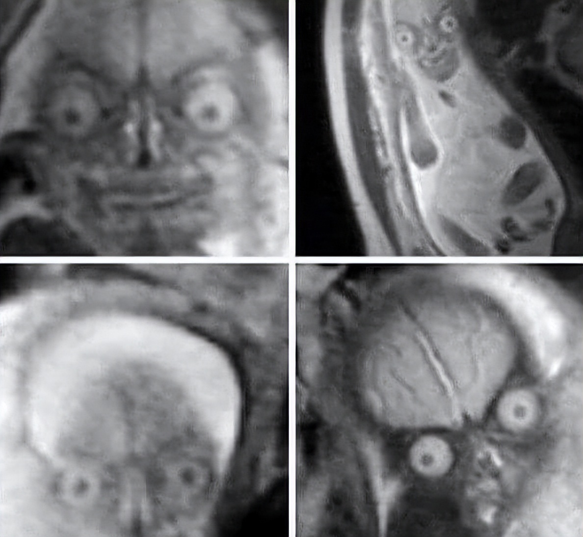 有没有人觉得猫头鹰长得很可怕,猫头鹰真正的照片