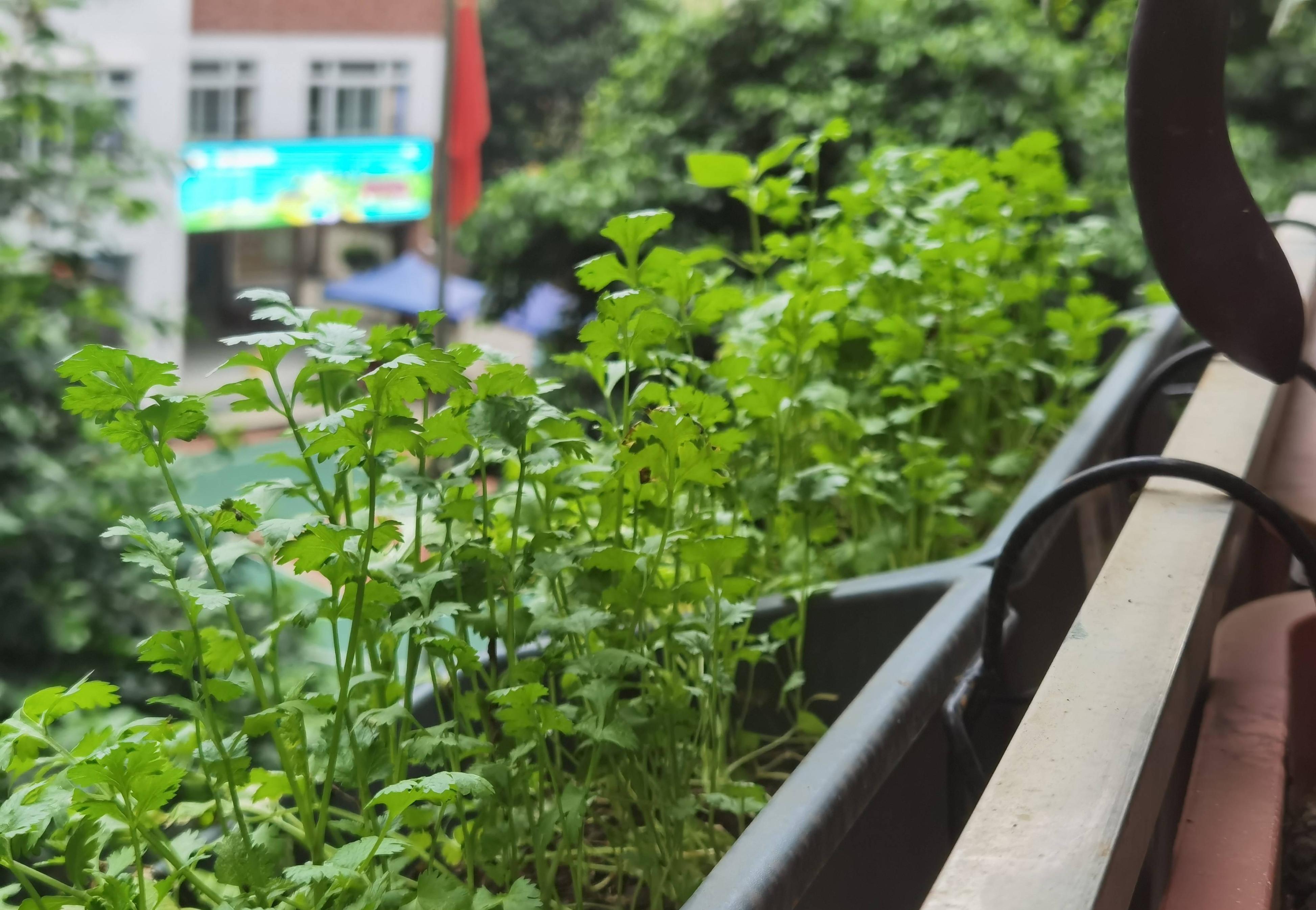 阳台种菜的方法和技巧大全集,阳台种菜室内种菜