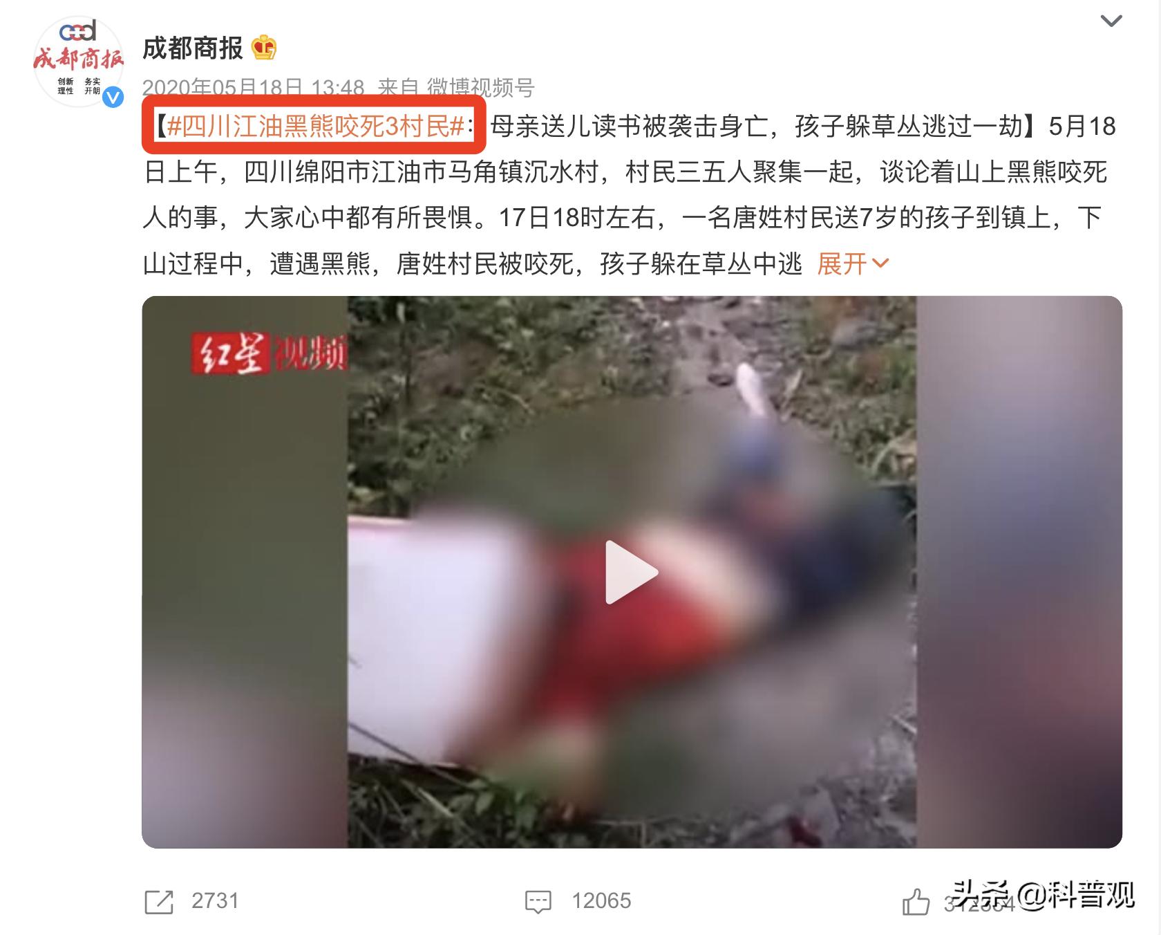 黑龙江两头黑熊,户外偶遇跟踪的黑熊该如何应对