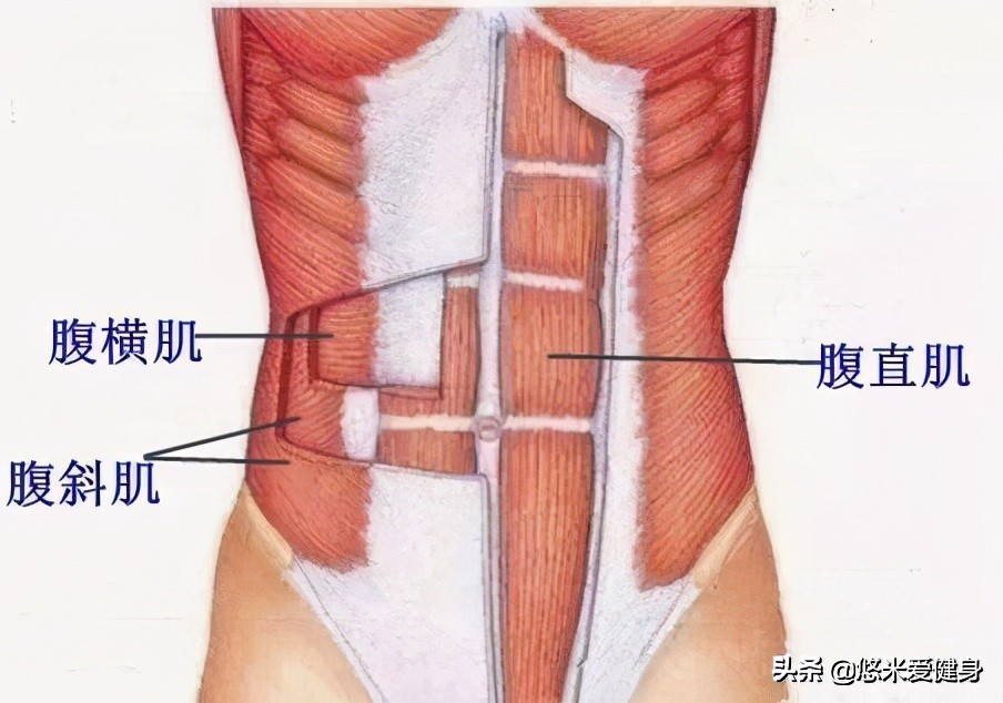 腹肌训练方法7天12块腹肌增肌,腹肌练习动作快速练完美的腹肌