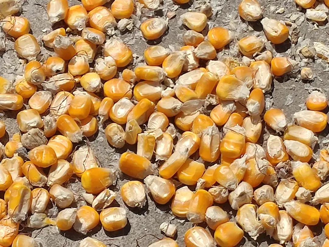 年底淘鸡价格预测,淘鸡价格下滑