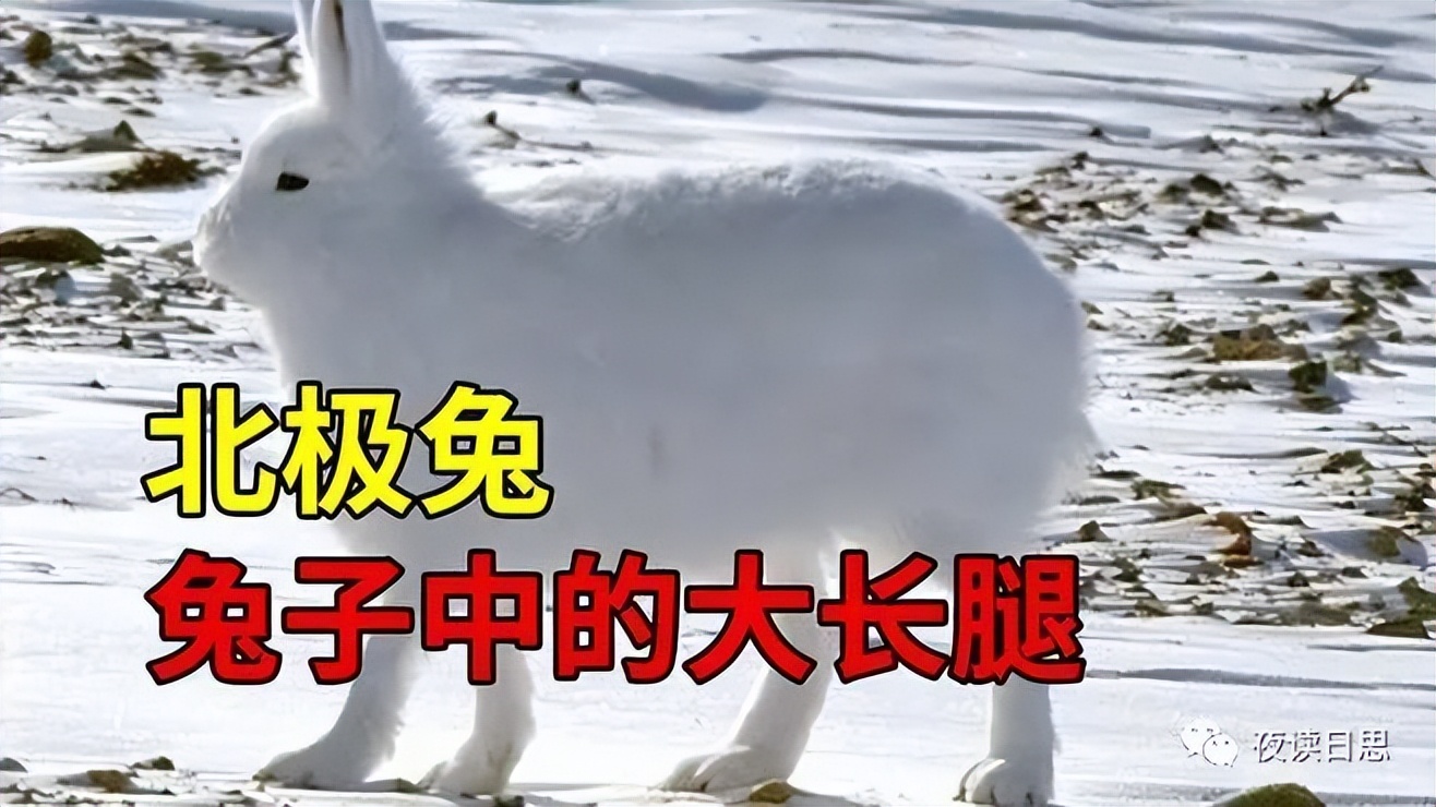 兔年的兔子是怎么样的,兔年兔子特点