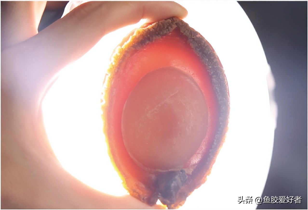 干鲍质量好怎样挑选,干鲍怎么选择