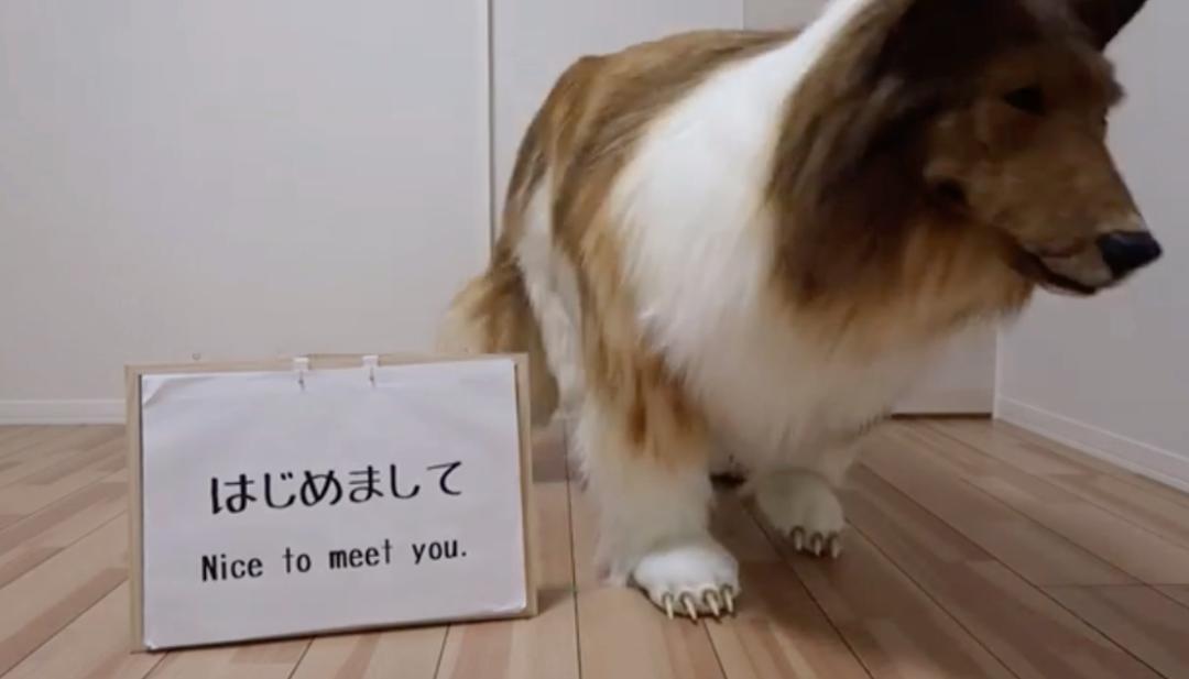 不想再做人,日本男子花了200万让自己变成了狗