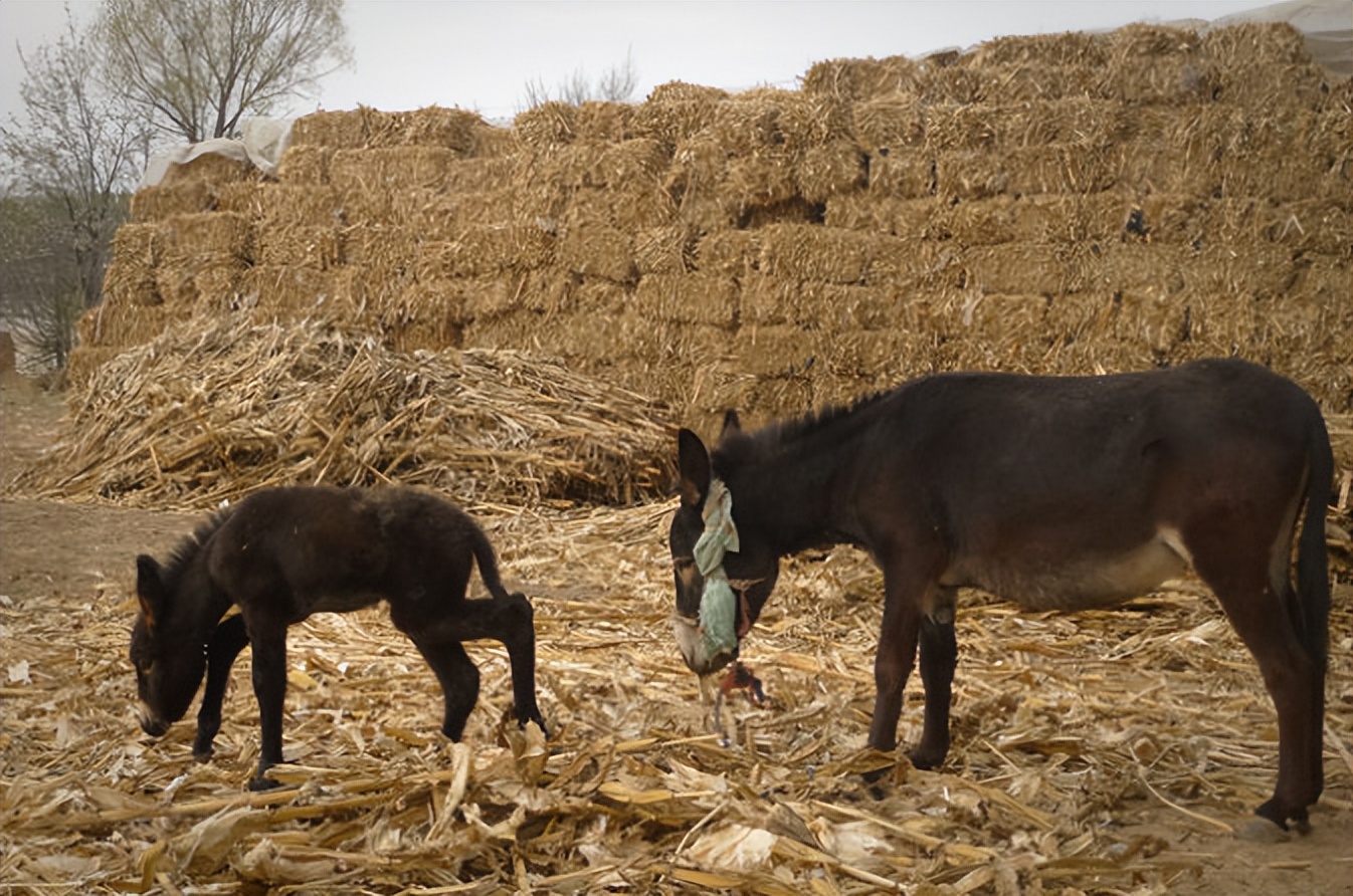 母驴与邻居家公驴配种，之后却意外死亡，农户气不过将其告上法庭
