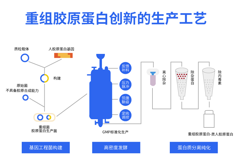 核心成分重组胶原蛋白,重组胶原蛋白最新工艺