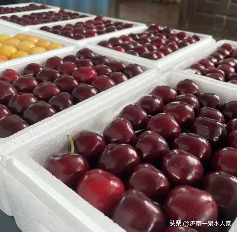 山东大樱桃舌尖上的美味,吃樱桃的季节舌尖上的味道