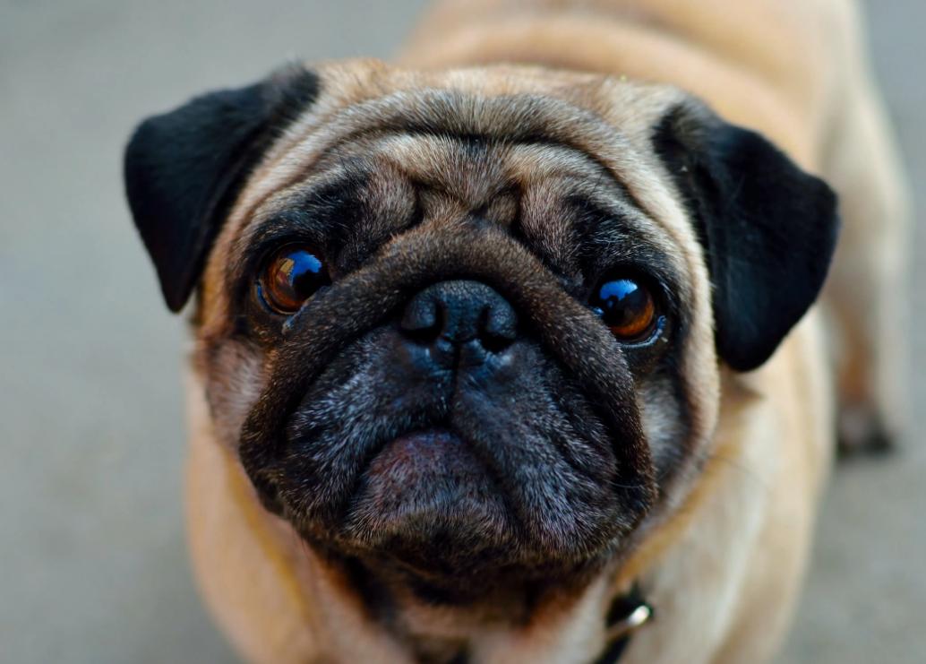 养巴哥犬应该注意什么,养巴哥犬必须知道的五大注意事项