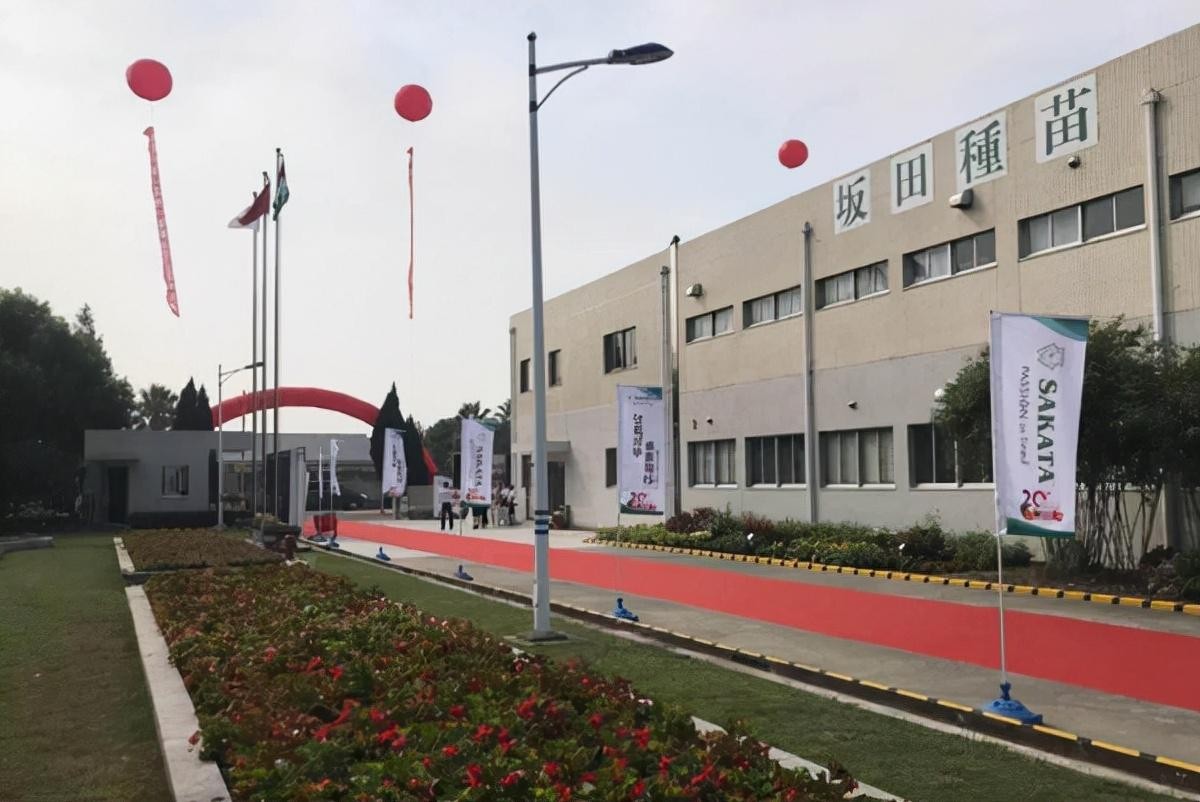 日本垄断的西兰花,日本垄断中国市场百分之多少