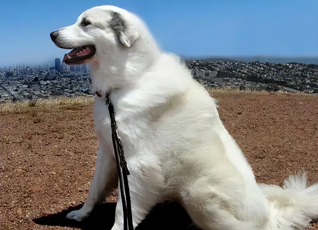 新手适合养大白熊犬吗,为什么很少人养大白熊犬了