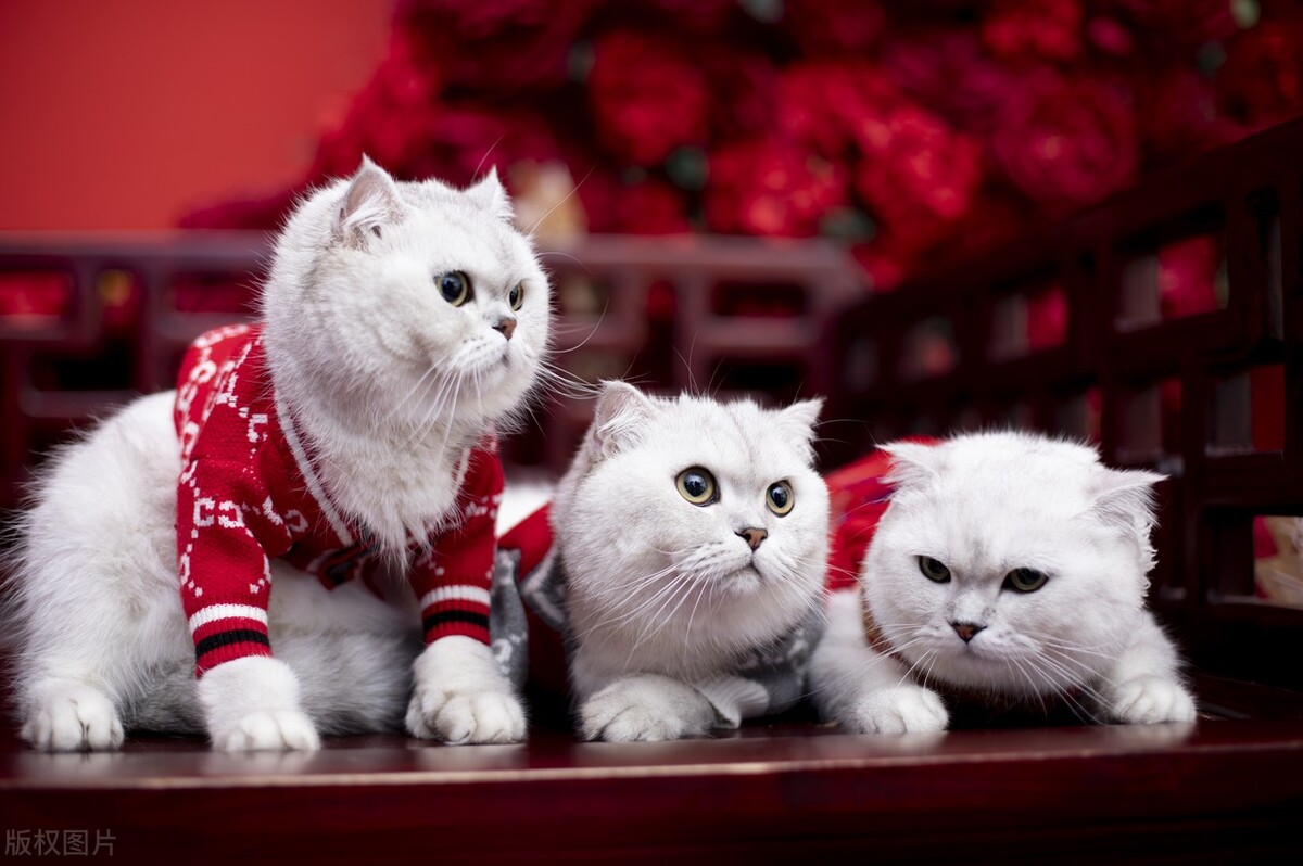 为什么猫猫都不喜欢洗澡,猫猫为什么不喜欢睡主人身上