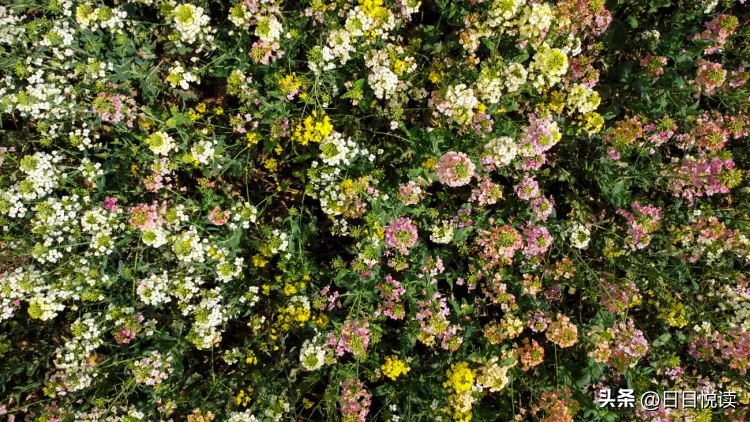 湖北荆州：石首“繁花”上大分↑即将刷爆朋友圈！