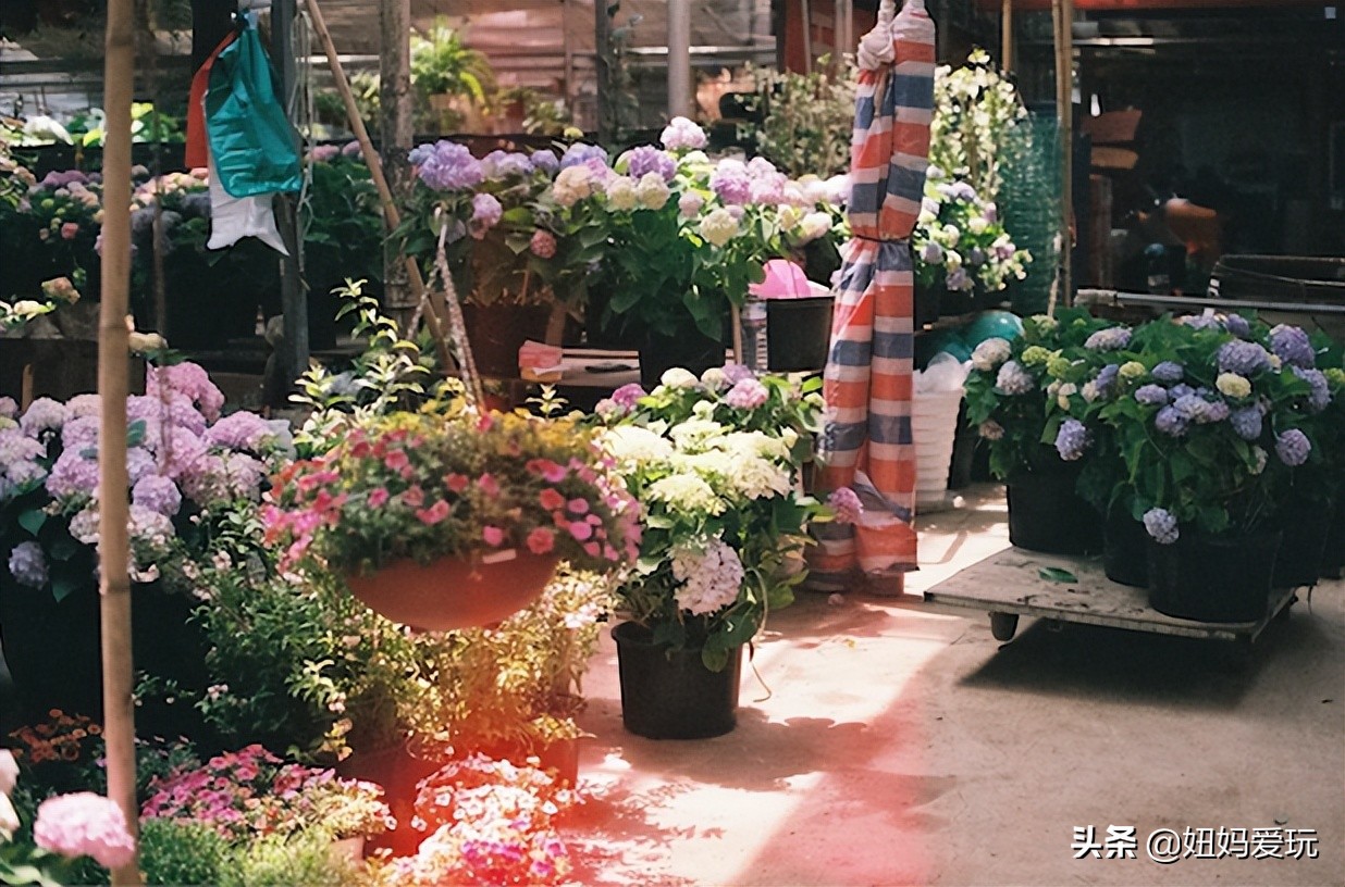 济南市市中区花鸟鱼虫市场在哪里,济南凤凰山花鸟鱼虫市场