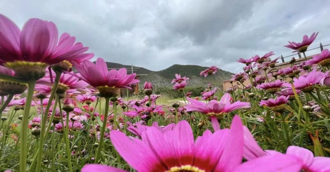 裸辞去了丽江和香格里拉,裸辞香格里拉