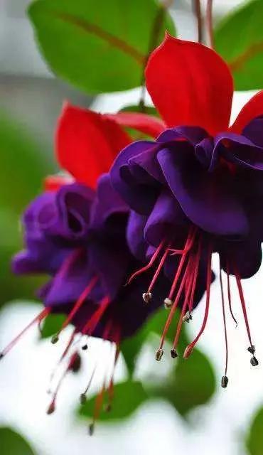 花朵壁纸横版,花朵招财壁纸