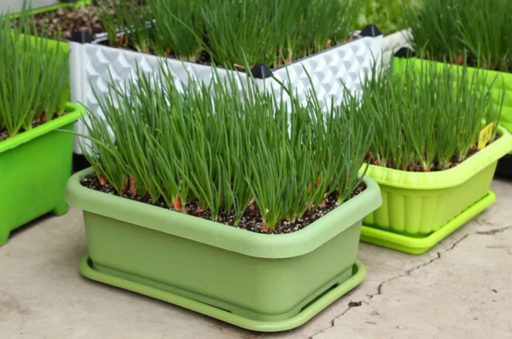 阳台种菜的100种方法,阳台种菜的正确方法大全