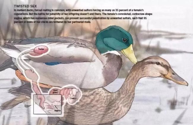 为什么人类排泄和生殖分开,人类的生殖器官和排泄器官