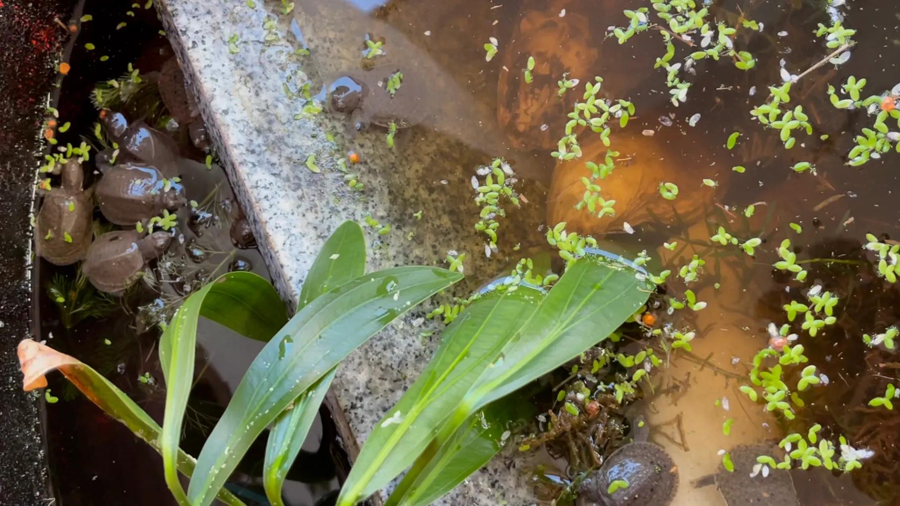 甲鱼苗的饲养方法,甲鱼饲养池的做法