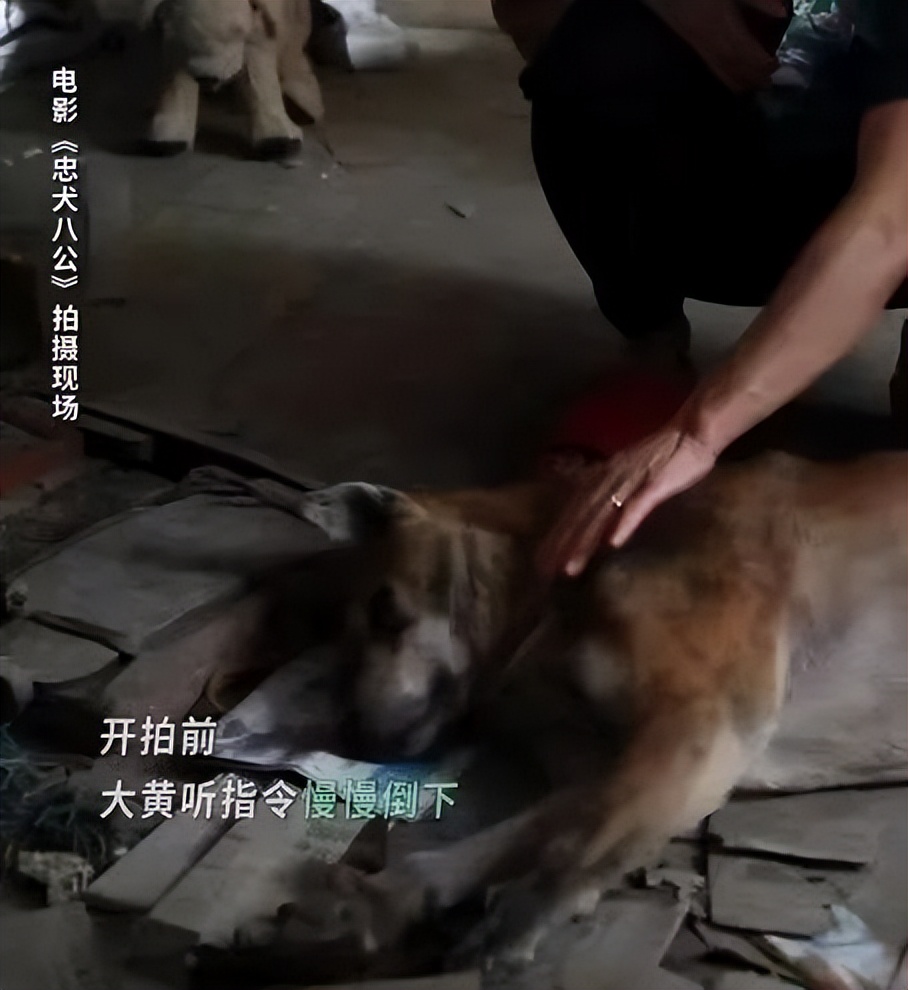 泪目瞬间的感人电影忠犬八公解说,忠犬八公看哭了