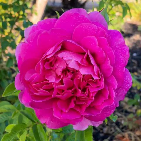 安妮公主月季优缺点,安妮公主月季耐热