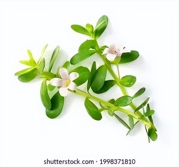 或许有种印度“神油”，可以解决你的“头”等烦恼