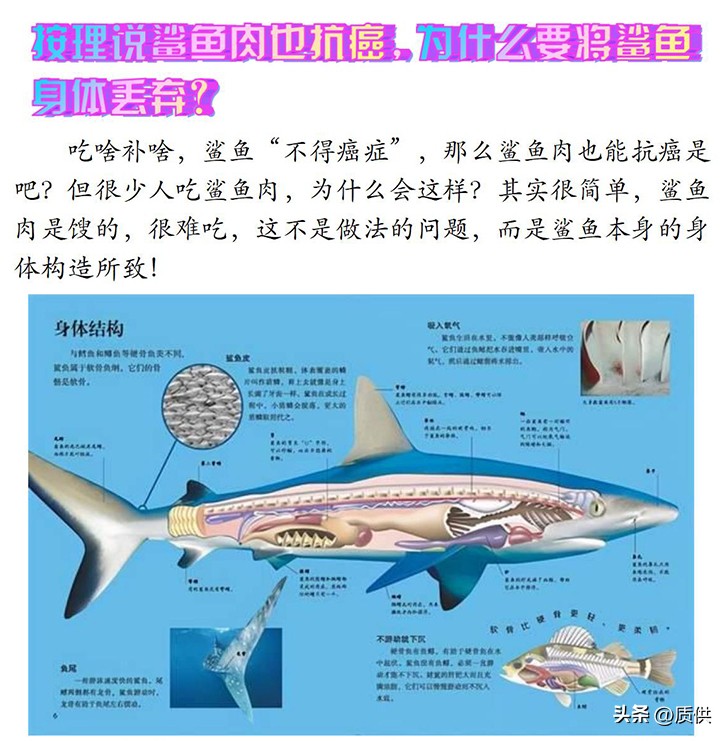 人类为什么只吃鲨鱼,为什么人类只吃鱼翅