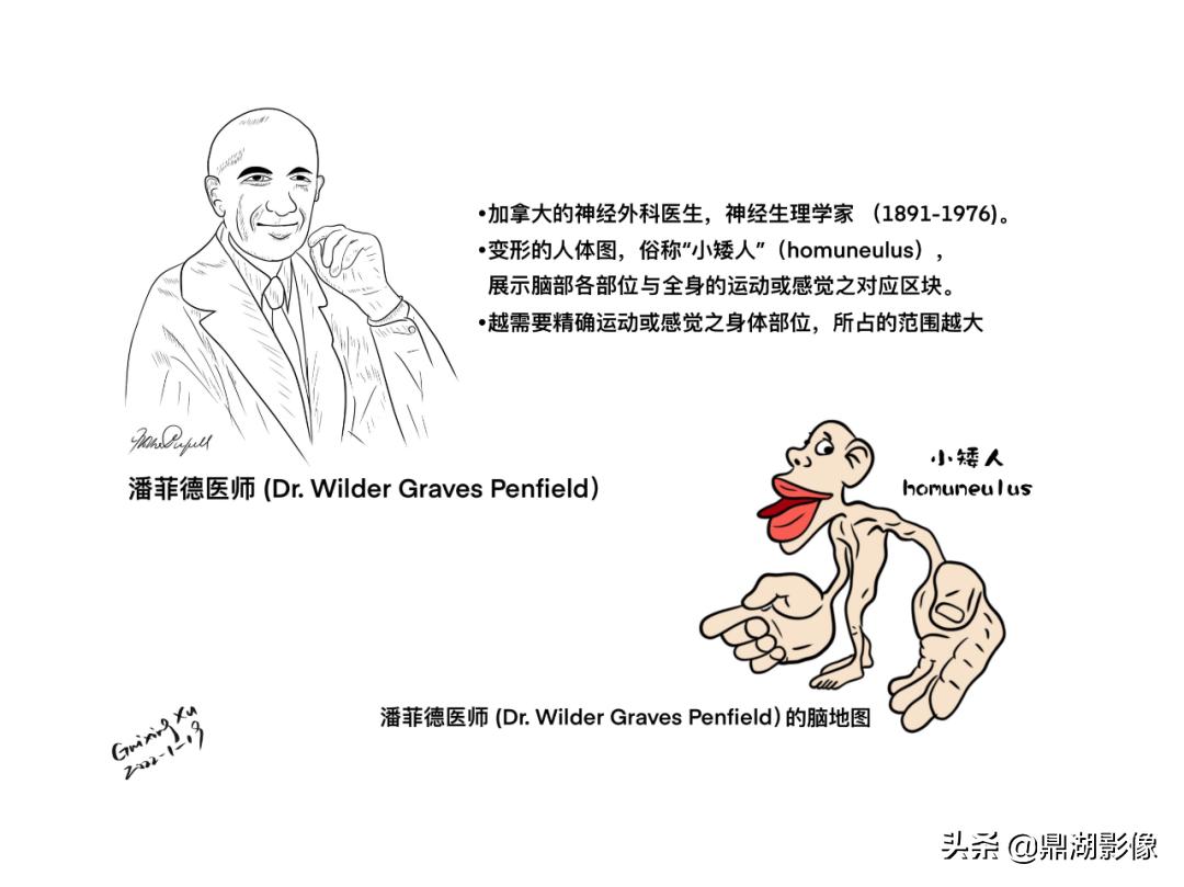 大脑皮层的解剖与定位,大脑解剖学习绘图笔记