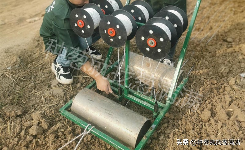 大葱花种子种植方法视频,大葱种子的种植方法和时间是什么