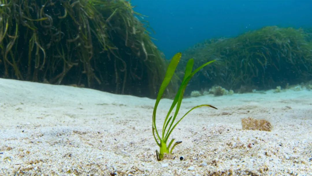 96岁还在奔波工作，这老爷子做出了今年9.8分神片