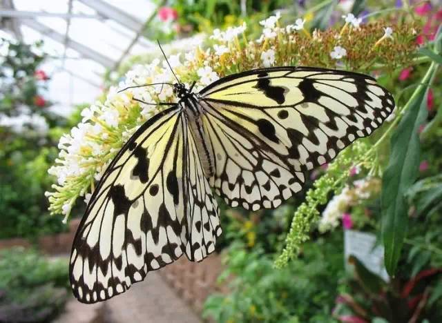 分享——自然界最美丽的蝴蝶,优美的身姿,轻盈的体态飘舞花丛中