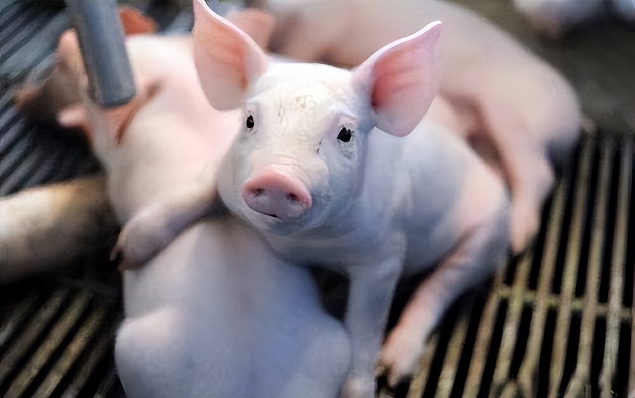 小猪出生后越来越瘦怎么治,小猪不吃食越来越瘦怎么办