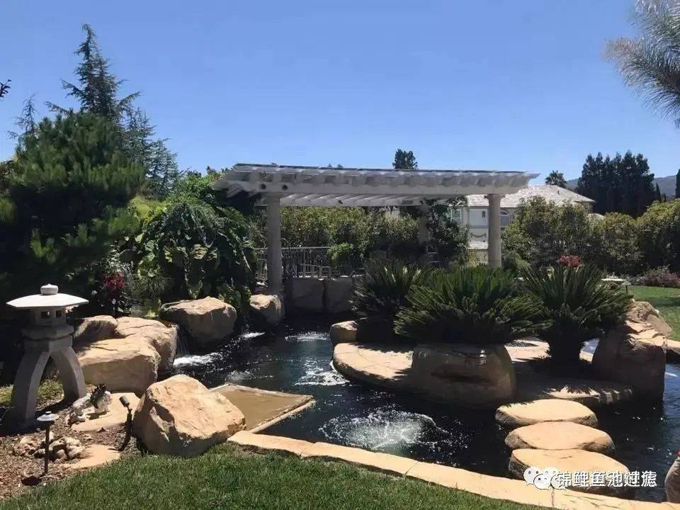 锦鲤尾巴长得慢怎么办视频,国产锦鲤为什么长得慢