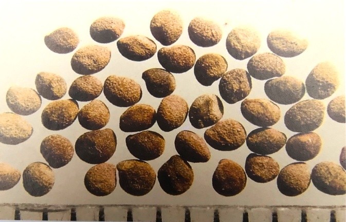 《药你明白》专栏:每天学一味中药:菟丝子