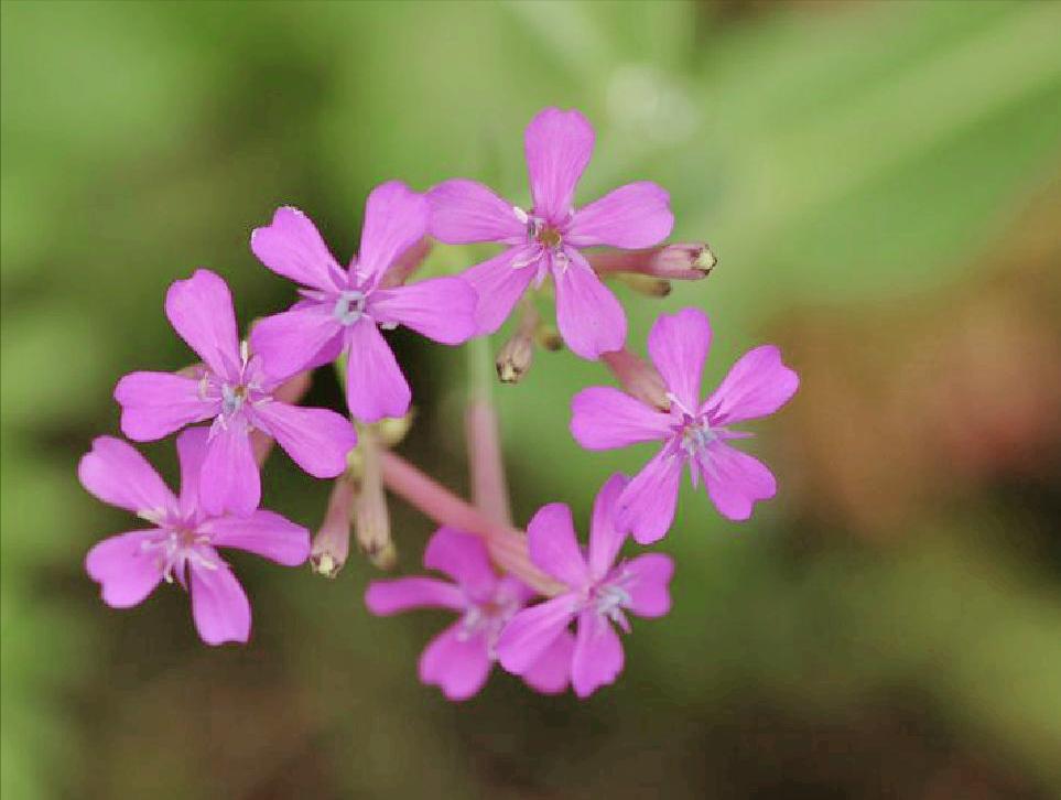 五片花瓣的小花，虽平淡无奇，但却惊艳了双眸！