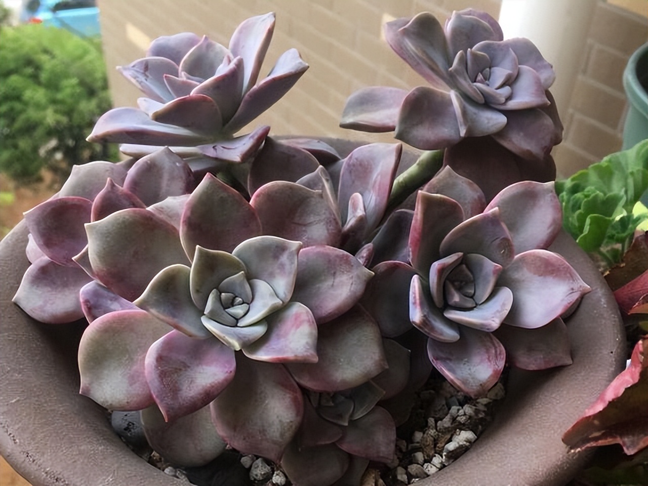 多肉厚脸皮图片大全,5种耐阴多肉植物